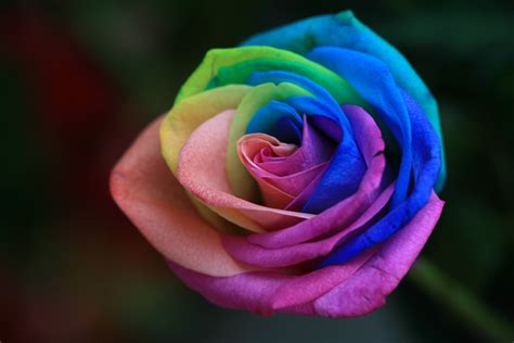 Rainbow Roses Are Extra Special Flowers For The Extra Special People In