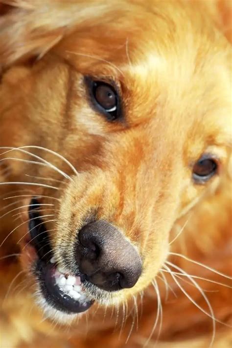 Do Golden Retrievers Really Smile Pictures And Video Loyal Goldens