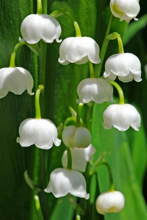 13 Things You Didnt Know About Lily Of The Valley