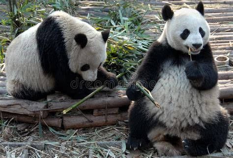 Two Pandas At Chengdu Panda Reserve Chengdu Research Base Of Giant