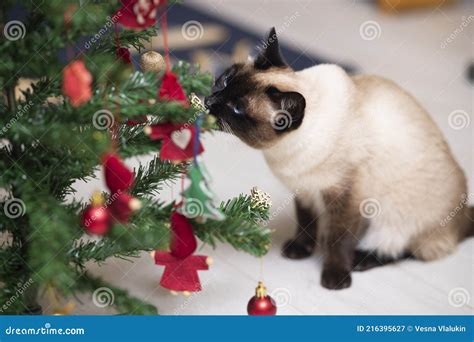 Siamese Cat And Christmas Tree Stock Image Image Of Christmas Year