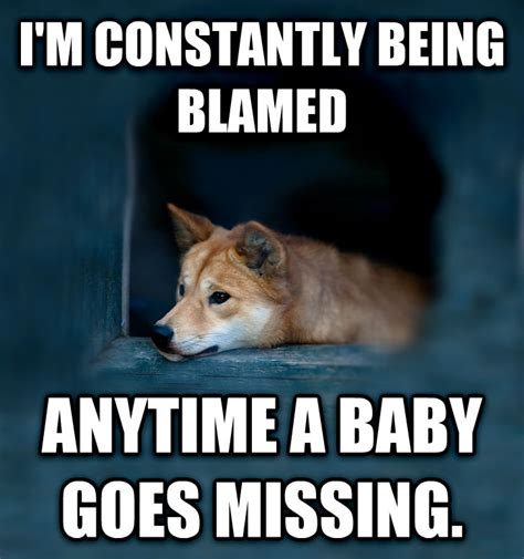 19 Funny Dingo Meme That You Never Seen Before Memesboy