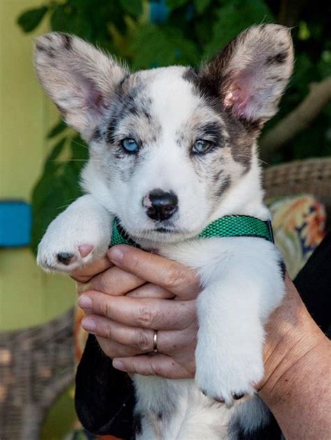 The Dogcharmer New 8 Week Old Puppy The Marthas Vineyard Times