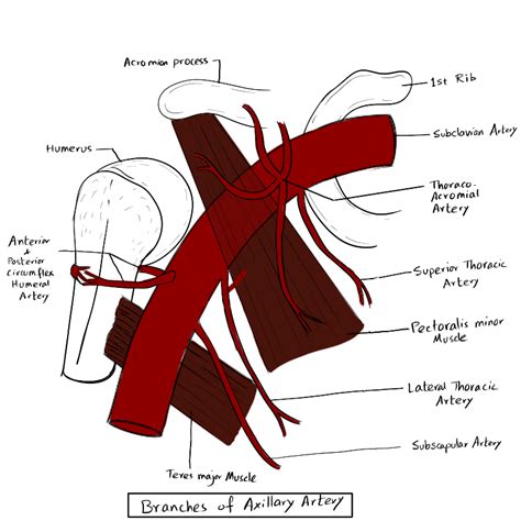 Axillary Artery Medical Junction