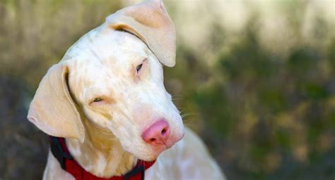 The Albino Dog A Curious And Rare Color Type