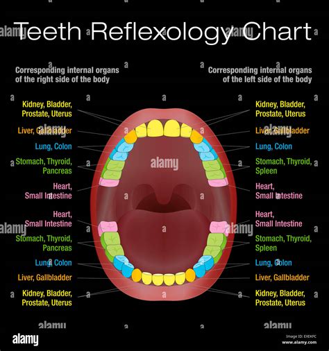 Tooth Reflexology Chart