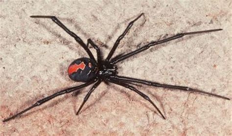 Deadly Redback Spider Bites Australian Builder On His Penis As He Sits