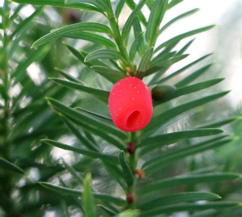 Yew Is One Of The Most Popular Hedge Shrubs With Good