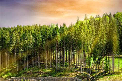 Alternatives To Radiata Pine In New Zealand Forestry Ruralhq