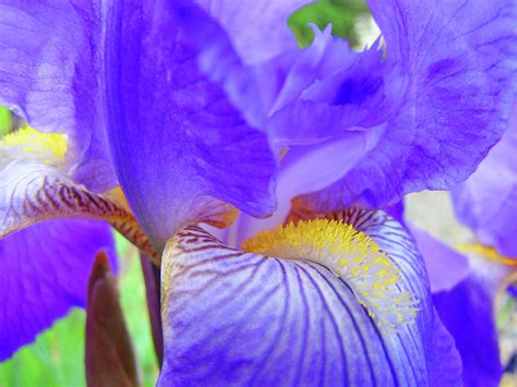 Iris Flower Blue Purple Irises Art Prints Baslee Troutman Photograph By
