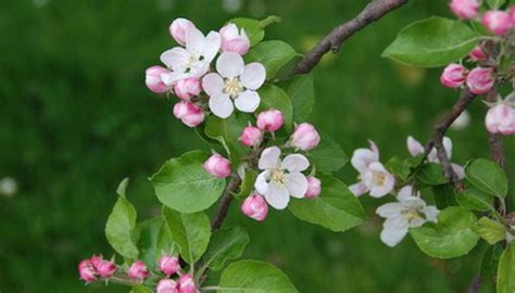 Sargent Crabapple Tree Blooms Apple Tree Flowers Crabapple Tree