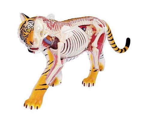 Buy Tiger Anatomy Model At Mighty Ape Australia