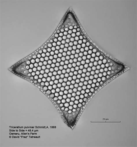 Triceratium Pulvinar Schmidta 1888 Nikon 100x Apo Diatom Diatom