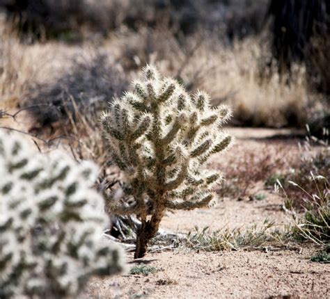 Desert Cacti Free Stock Photo Public Domain Pictures