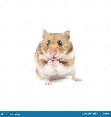Hamster Stock Image Image Of Small Macro Brown White 8496531