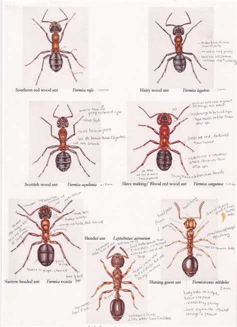 Ant Species Colour Guide Rough Lizzie Harper