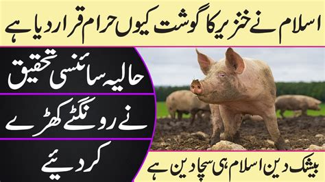 Finally, if your question has to ask about the masturbation; Why Pig Is Haram In Islam Complete Detail of Pig In Urdu ...