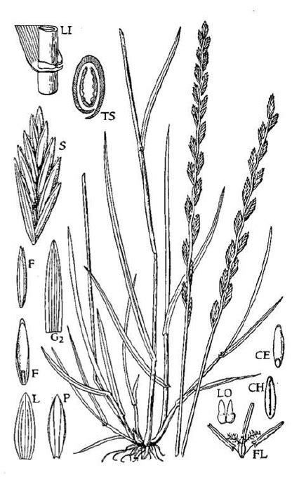 Perennial Ryegrass Characteristics
