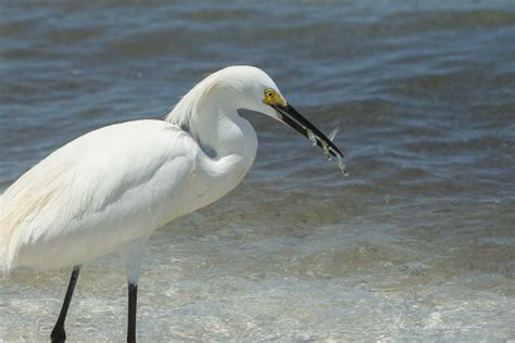 Florida Coast Birds Of Naples Beach Round 3 Nick Botner