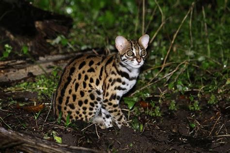 12 Rare Wild Cat Species You Probably Didnt Know Exist
