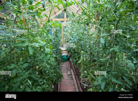 Growing Vegetables In Greenhouses Stock Photo Alamy