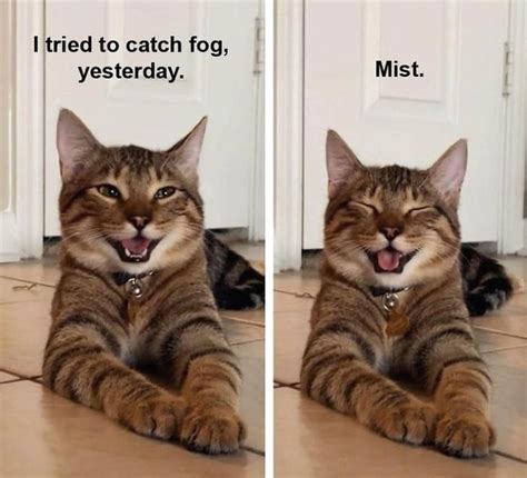 Smiling Cat Goes Viral And Becomes A Meme For ‘dad Jokes Success