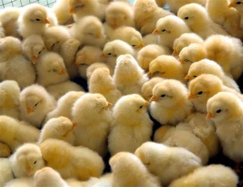 Poultry Farm Chicks In Nagpur पोल्ट्री फार्म चिक्स नागपुर Latest