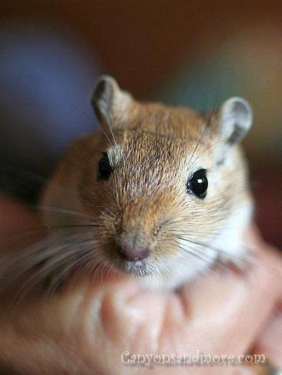 Images And Information Of Adorable Gerbils Gerbil Cute Animals