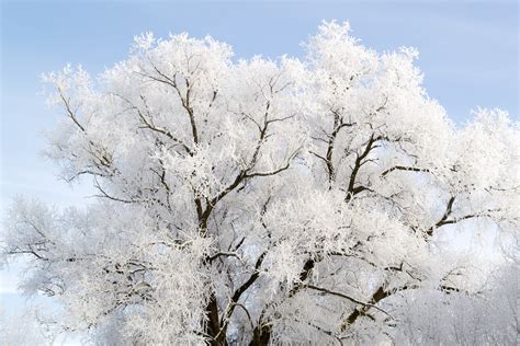 Free Images Tree Nature Branch Blossom Snow Cold Winter White
