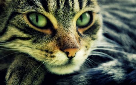 Cat With Beautiful Green Eyes Hd Desktop Wallpaper Widescreen High