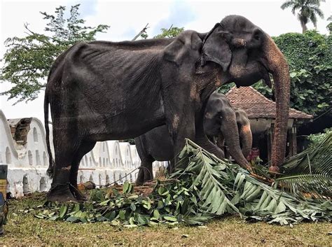 Samsung galaxy a10 price in sri lanka | a10 specs, price in sri lanka. Shocking images of emaciated elephant from Sri Lanka festival go viral - New York Daily News