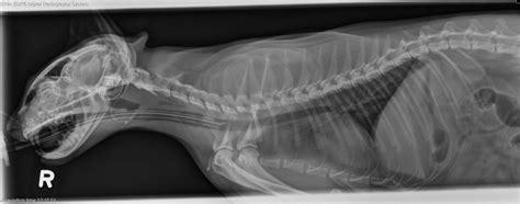 41 Best Pictures Cat X Ray Anatomy How To Take And Interpret Avian