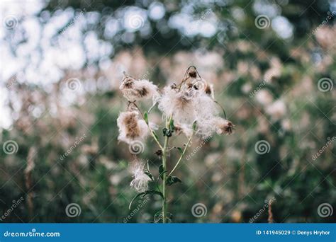 Fabulous Vegetation By The River Small Fluffy Flowers Stock Image