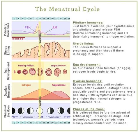 Menstrual Cycle Womens Health Network