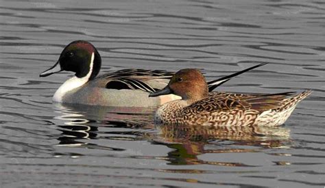 One Pair Of North American Pintail Duck Ducks Wild Pintail