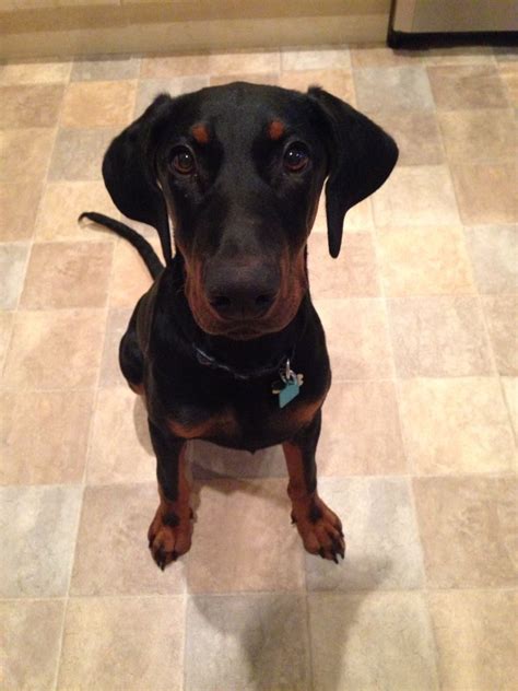 My Beautiful Doberman Puppy 5 Months Old His Name Is Kaiser