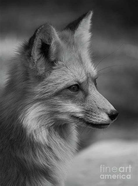 Red Fox Portrait In Black And White Photograph By Teresa