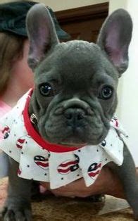 1,563 likes · 19 talking about this · 7 were here. Fry's French Bulldogs Arizona AKC EXP. Breeder