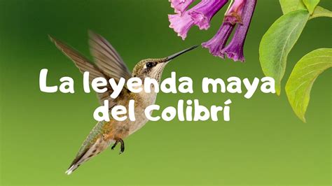 La Leyenda Maya Del ColibrÍ Que Conmueve A Niños Y Adultos Youtube