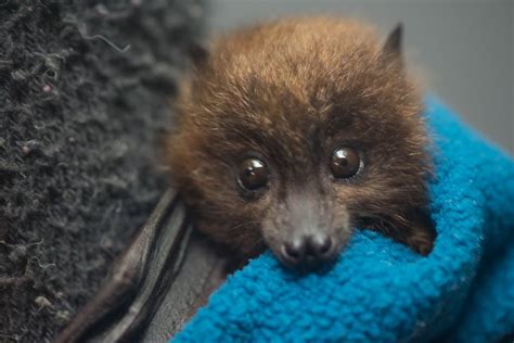 Three Endangered Bat Babies Born At Oregon Zoo Ktvz