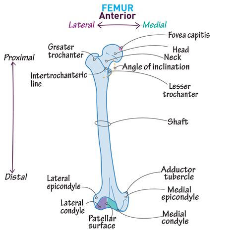 Femur Anatomie