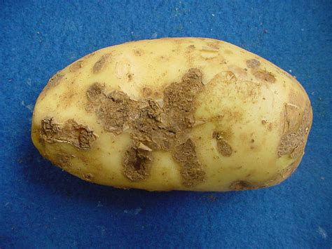 Sarna Prateada Da Batata