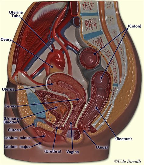 Spermatic cord in males/round ligament of uterus in females 2. BIO202-Female Reproductive