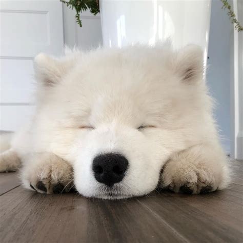 Astro The Doggo 🐾 On Instagram Fluffy Face Friday Dog Puppy