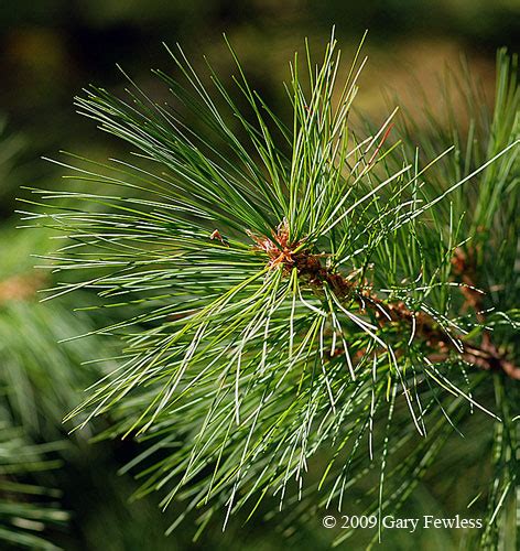 Trees Of Wisconsin Pinus Strobus White Pine