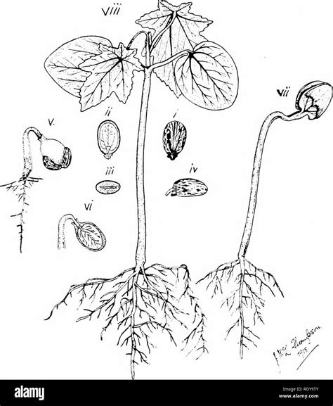Parts Of A Plant Seed