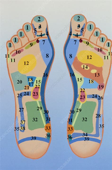 Reflexology Chart Showing Pressure Points On Feet Stock Image M742