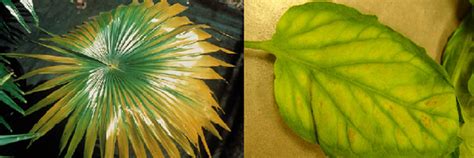 Plant's mineral requirements and fertilisers - Biology Notes for IGCSE 2014