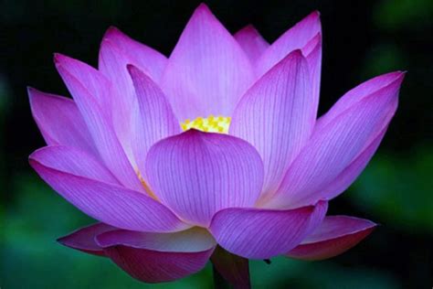 Using Flowers To Enhance Chakra Energy Flow Spirituality And Health