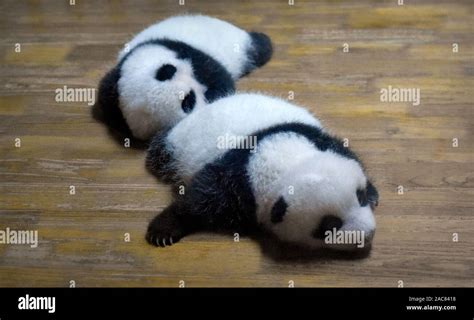 Cute Panda Bear Newborn Babies Resting In Crib Stock Photo Alamy